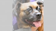 TotalBond Veterinary Hospital At Forestbrook