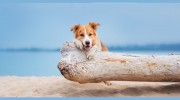 Cape May Veterinary Hospital