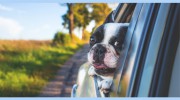 Michigan Road Animal Hospital