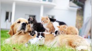 Five Parks Animal Hospital