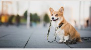 Middlesex County Animal Hospital