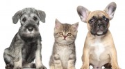 Value Vet Animal Clinic