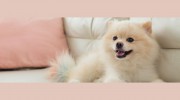 Greenbrier Veterinary Hospital
