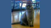 Crossroads Veterinary Hospital