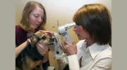 Animal Eye Doctors