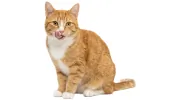 Animal Hospital of Hallandale