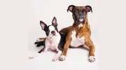 Bradenton Veterinary Emergency