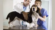 Eastvale Veterinary Hospital