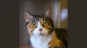 Albany Animal Hospital