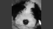 Animal Medical Hospital of Poway