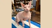 Animal Medical Center