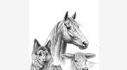 Colville Animal Hospital