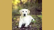 Kindness Animal Clinic