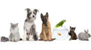 Manhattan Animal Clinic