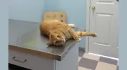 Paws Whiskers & Claws