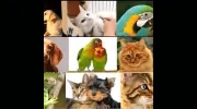 Citrus Park Animal Bird & Exotics Hospital