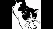 North County Cat Hospital