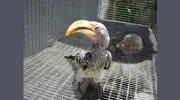 All Bird Clinic of the Palm Beaches
