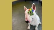 Goodfriends Veterinary Clinic