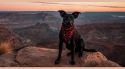 D C Ranch Animal Hospital