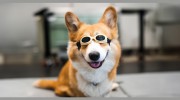 Pet Samaritan Clinic