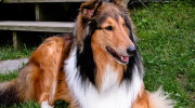 Santa Barbara Pet Hospital
