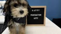 Puppy & Kitten Care