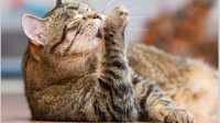 Pet Diagnostics
