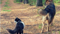 Pet Microchipping