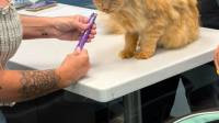 Dog & Cat Vaccinations