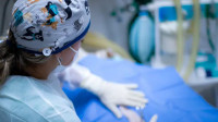 Pet Surgery