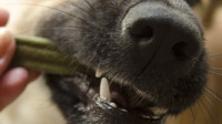 Pet Dental Care