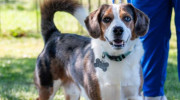 Sangamon Avenue Veterinary Clinic